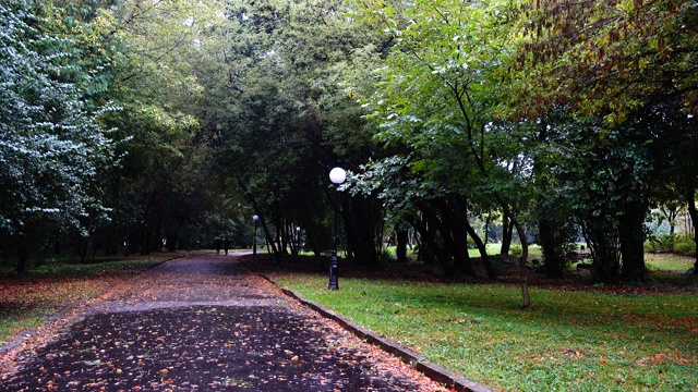 下雨的秋天公园里的湿路。潮湿的沥青上的秋叶。视频素材