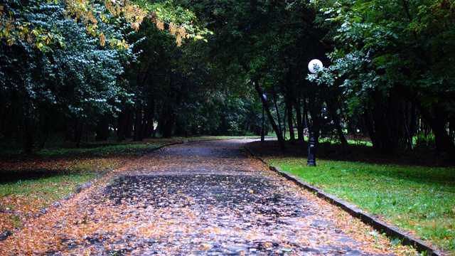 下雨的秋天公园里的湿路。潮湿的沥青上的秋叶。视频素材