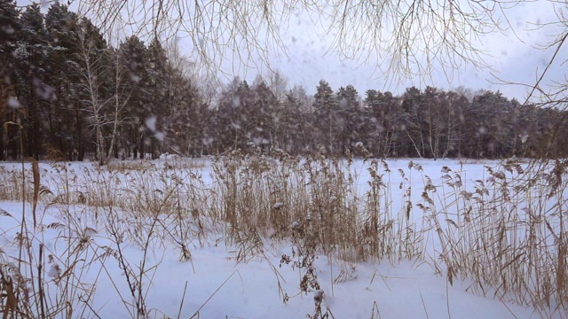 美丽的冬季自然和飘落的雪花。高质量的慢镜头。视频素材