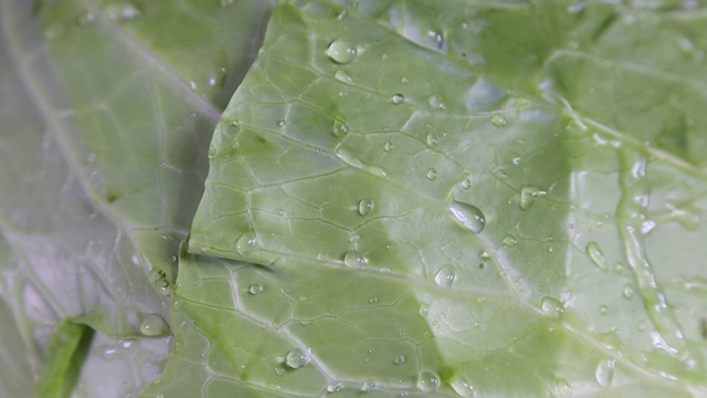 水滴落在新鲜的有机卷心菜上。微距特写慢动作视频素材