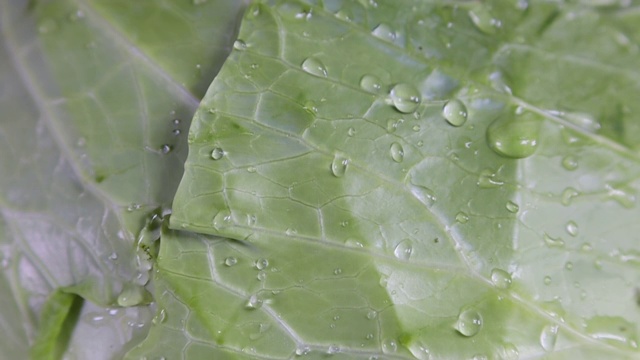 水滴落在新鲜的有机卷心菜上。微距特写慢动作视频素材