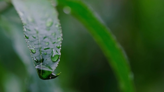 雨滴落在绿叶上。天气多云的黑暗。夏末秋初。寒冷潮湿。自然公园视频下载