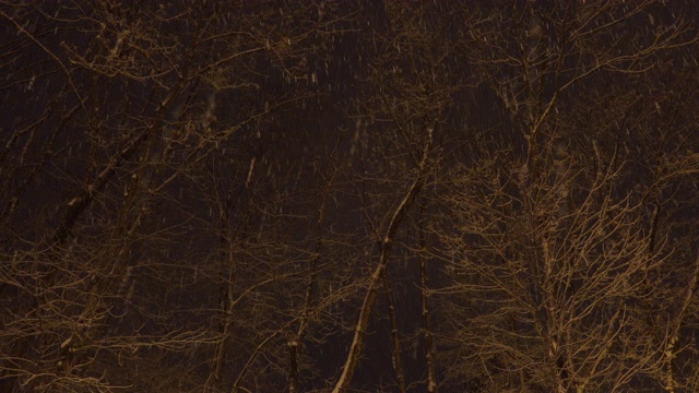 美丽的冬季公园下雪，晚上暴风雪。视频素材