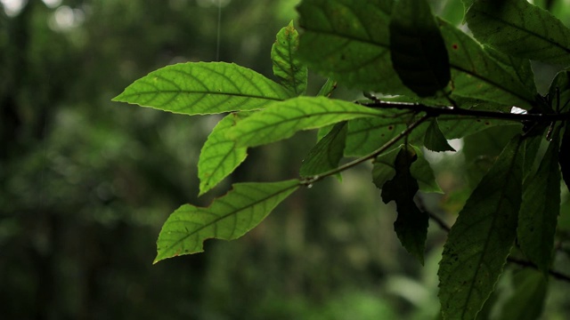 澳大利亚热带雨林的树叶特写视频素材