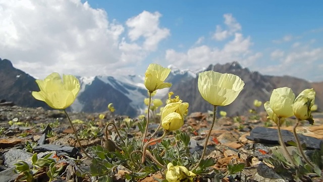 花在山上长得很高视频下载