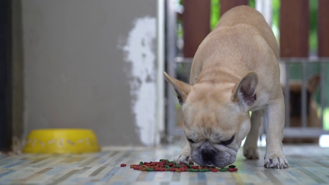 法国斗牛犬在室内吃五彩狗粮。视频素材