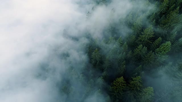 迷雾森林。早晨飞过松林的景象，山上的神奇雾，航拍，4K视频素材