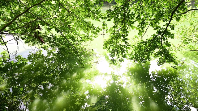 德国夏日湖畔的植被。勃兰登堡。视频素材