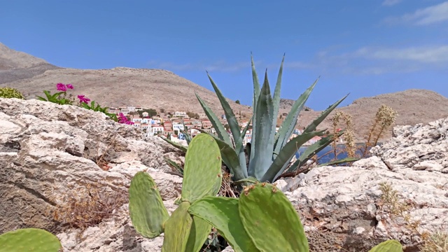 在爱琴海的哈尔基(Chalki)岛，潘拍摄的仙人掌植物对着建在乡村山上的城市视频素材