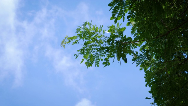 关闭了。在自然和白云的背景下，树木随风摇曳。“雨视频素材