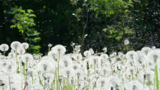 蒲公英在林间空地上肆虐视频素材