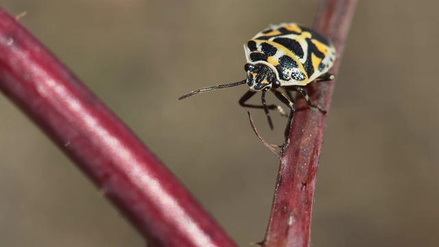 十字形盾牌bug宏视频素材