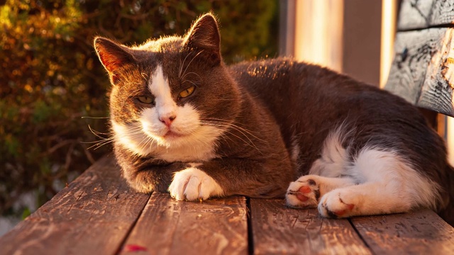 猫在夕阳下休息视频素材