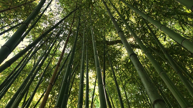 竹林，丛林，仰望异国情调郁郁葱葱的竹林树冠和阳光透过茎视频素材