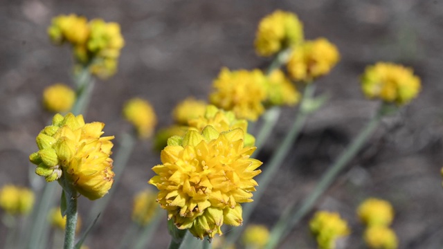 Conostylis Lemon淡黄色花视频素材