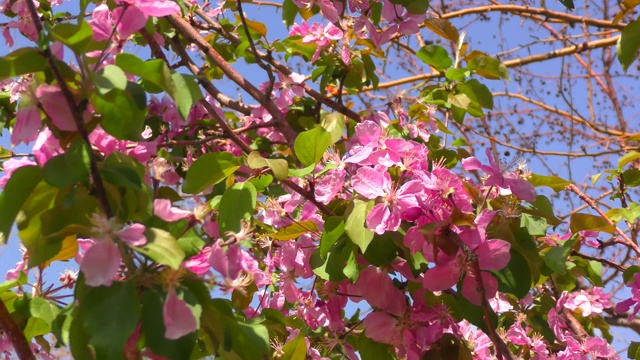 苹果树上粉红色的花视频素材