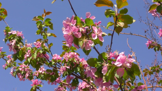 苹果树上粉红色的花视频素材