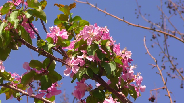 苹果树上粉红色的花视频素材