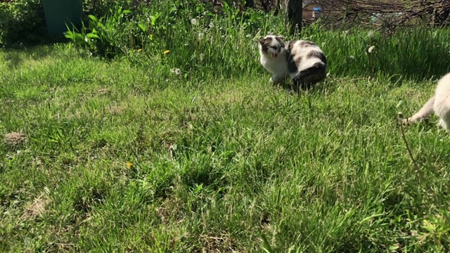 猫和白色小狗户外慢动作特写视频素材