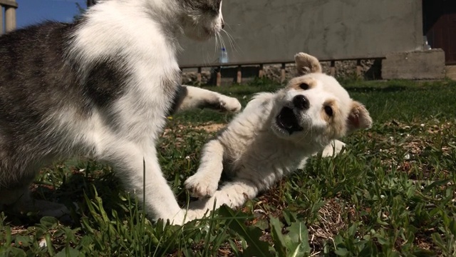 小狗和小猫在花园里打架的特写视频素材