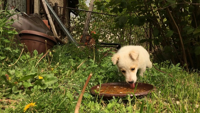 家狗在花园里慢动作喝水视频素材