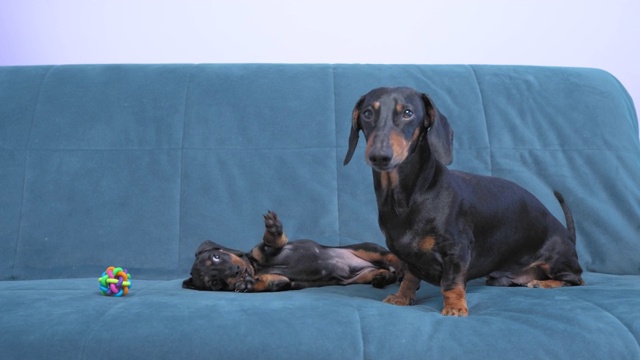 两代活跃的腊肠犬在家里的沙发上或狗窝里互相嬉戏，撕咬开玩笑。可爱听话的小狗趴在背上表示顺从视频素材