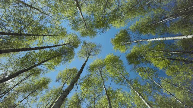 走在春天的森林里，望着天空视频素材