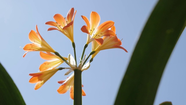 君子兰花迎蓝天慢莫视频素材