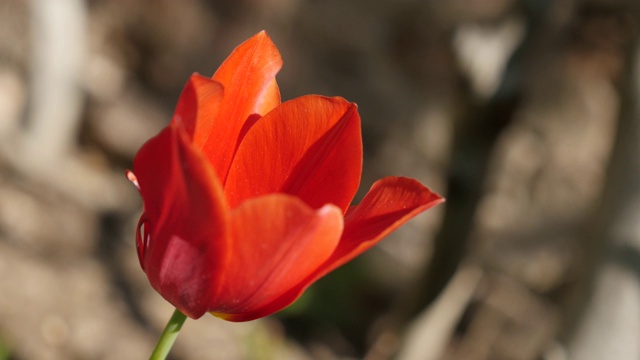 红色栽培郁金香花浅DOF 4K视频素材