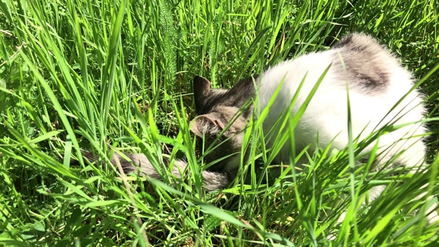 近距离猫科动物在草地上玩他的背上慢动作视频素材