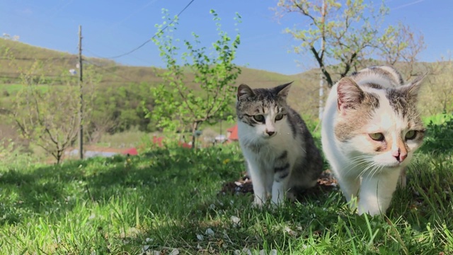 少壮猫慢吞吞地走在草地上视频素材