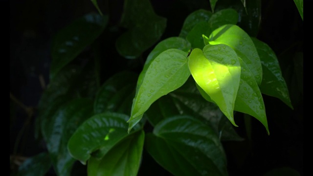 雨后在槟榔叶上的水滴视频素材