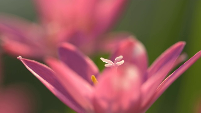 盛开的美丽的粉红色雨百合花视频素材