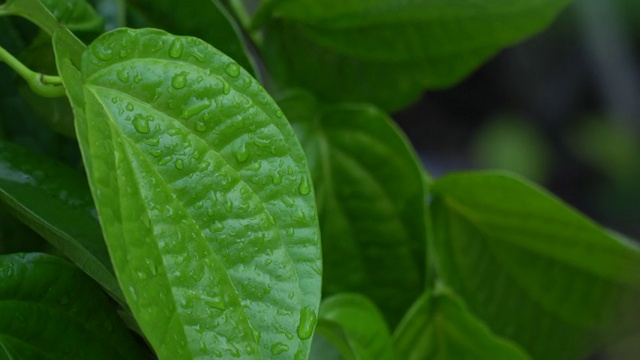 雨后在槟榔叶上的水滴视频下载