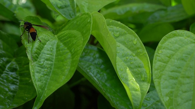 雨后在槟榔叶上的水滴视频下载