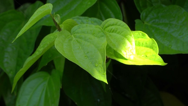 雨后在槟榔叶上的水滴视频素材