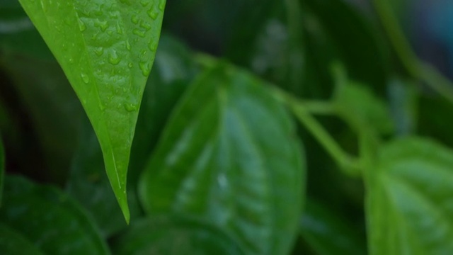 雨后在槟榔叶上的水滴视频素材