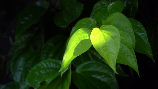 雨后在槟榔叶上的水滴视频素材