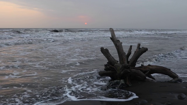 在暴风雨天气下搁浅在海边的浮木视频素材