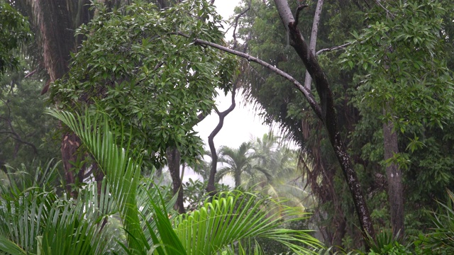 热带雨视频素材