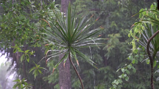 热带雨视频下载