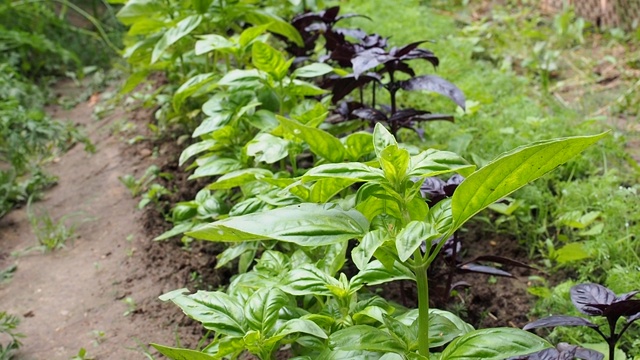 绿色的罗勒叶。这种芳香的调料生长在花园的花圃里视频素材