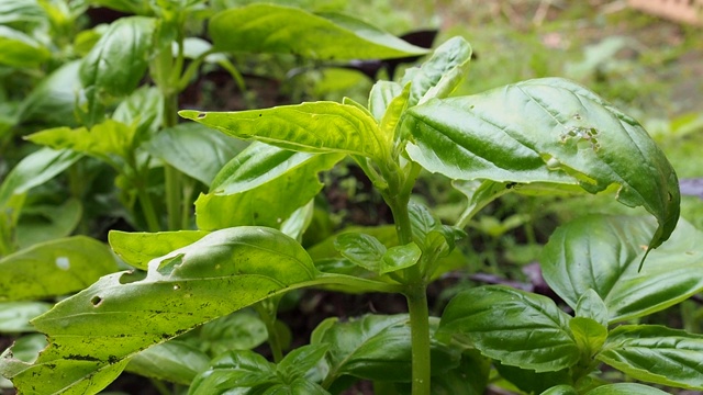 绿色的罗勒叶。这种芳香的调料生长在花园的花圃里视频素材