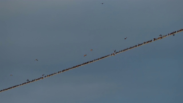 一群欧洲椋鸟(Sturnus vulgaris)栖息在头顶的电线上。Occitanie、法国视频素材