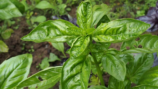 绿色的罗勒叶。这种芳香的调料生长在花园的花圃里视频素材