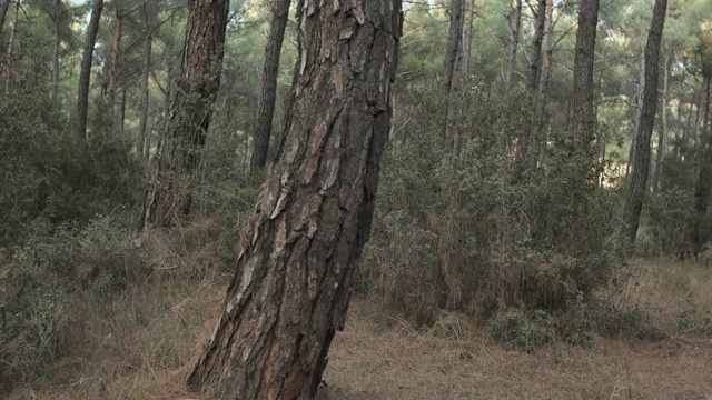 松树特写视频素材