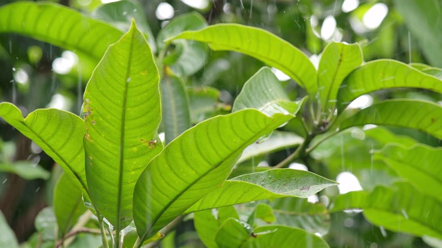 雨点落在一片新叶子上视频素材