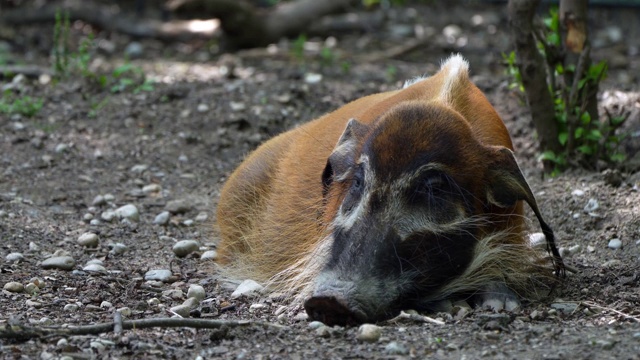 红河猪，Potamochoerus porcus，又名灌木猪。视频素材