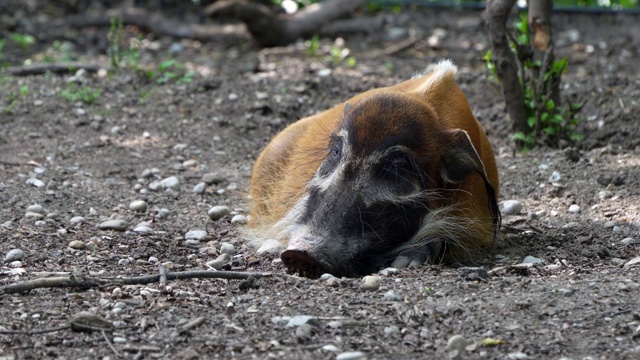 红河猪，Potamochoerus porcus，又名灌木猪。视频素材