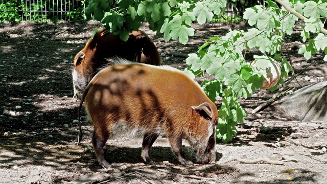 红河猪，Potamochoerus porcus，又名灌木猪。视频素材